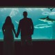 a wedding couple holding hands in front of the shark aquarium at Atlantis paradise island wedding