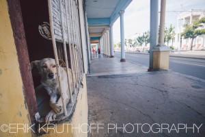 Dog in Cienfuegos, Cuba