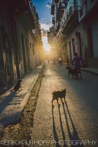 Havana, Cuba dog