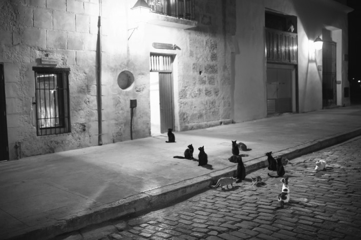 Cats outside a door on the streets of havana cuba